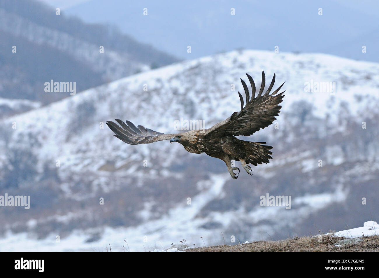 L'Aigle royal (Aquila chrysaetos) en vol en hiver, Carpates, Bulgarie Banque D'Images