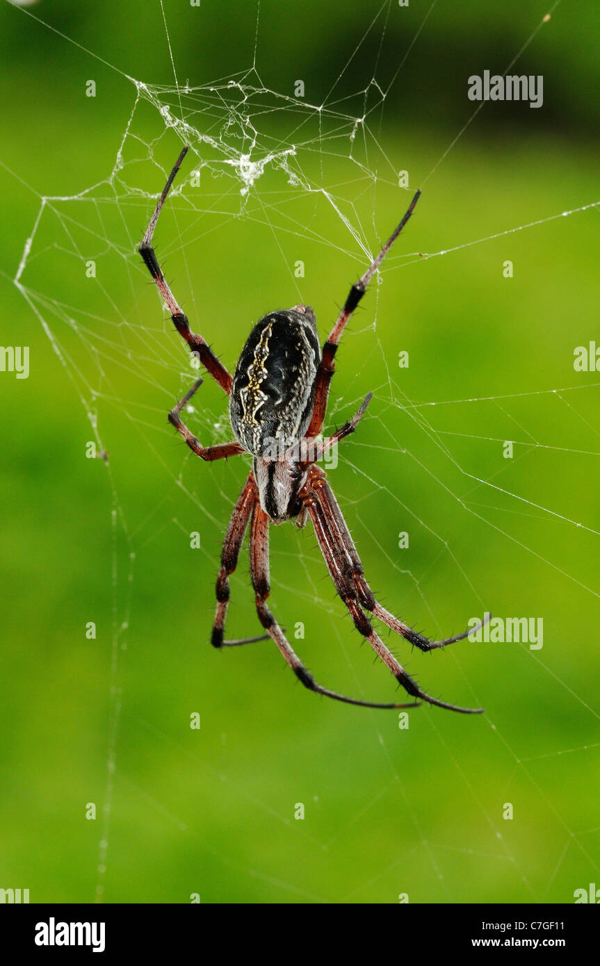 Spider zig-zag (Neoscona cooksoni) reposant dans son site web, îles Galapagos, Equateur Banque D'Images