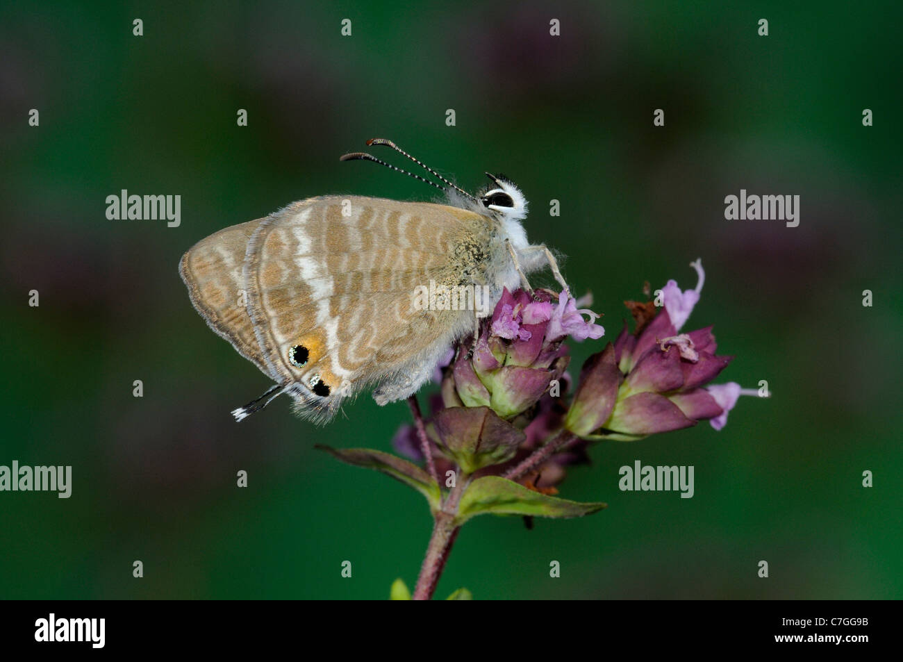 Papillon Bleu à longue queue (Lampides boeticus) reposant sur des adultes élevés en captivité, de fleurs, de l'Europe Banque D'Images
