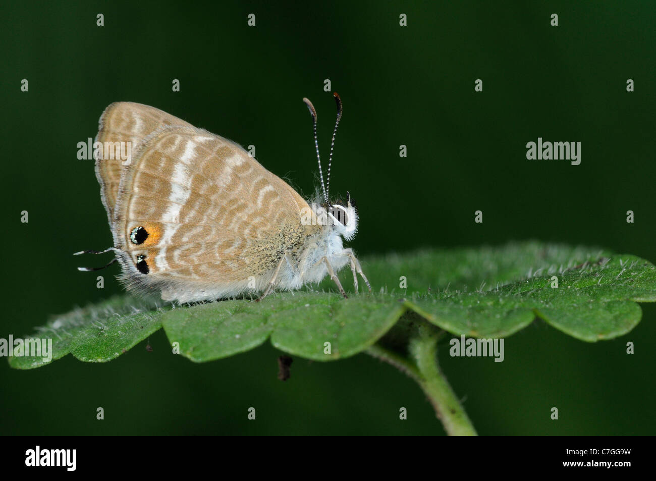 Papillon Bleu à longue queue (Lampides boeticus) adulte au repos sur la feuille, en captivité, de l'Europe Banque D'Images