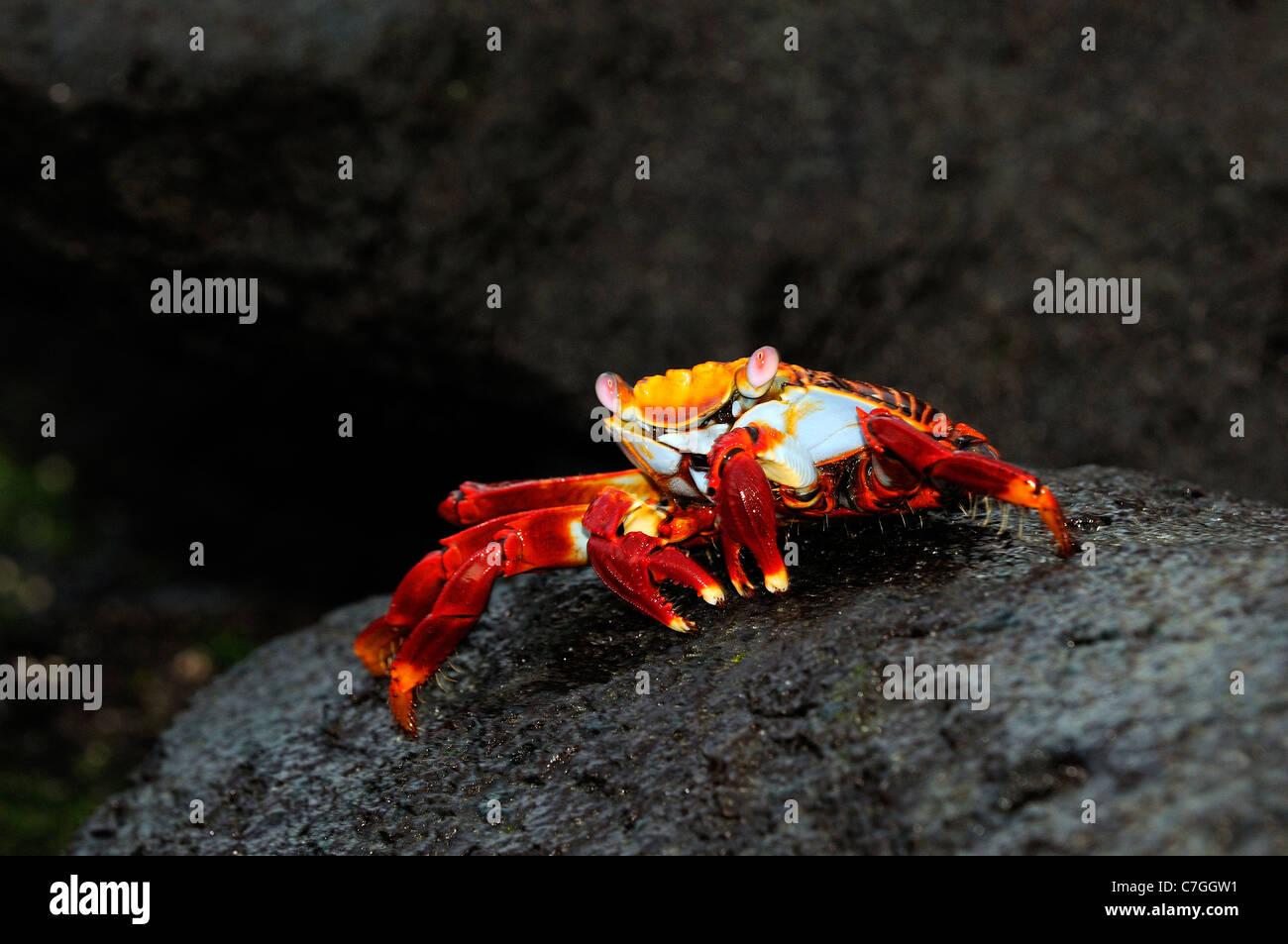 Sally Lightfoot Crab (Grapsus grapsus) sur le noir de la pierre de lave, îles Galapagos, Equateur Banque D'Images