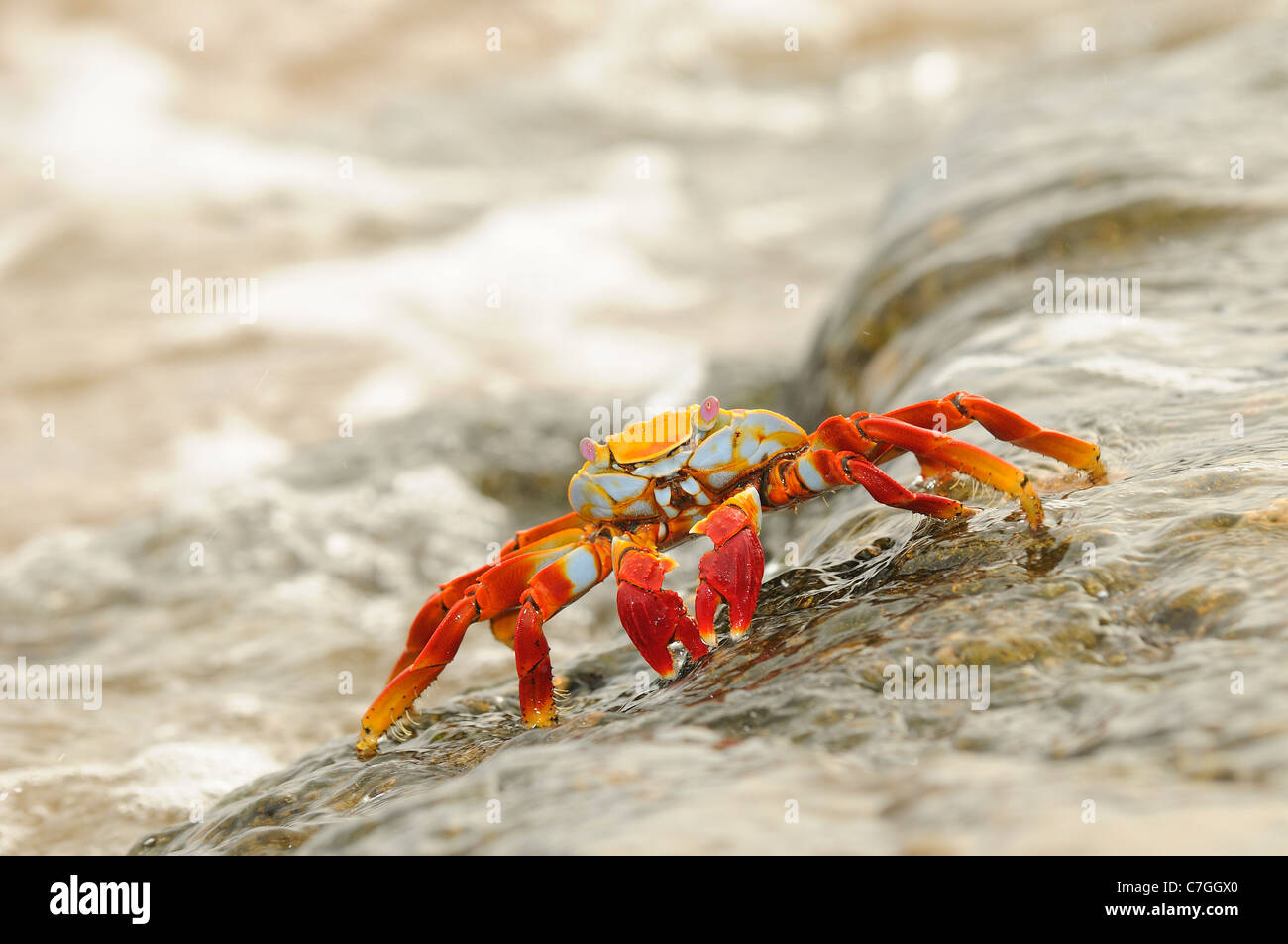 Sally Lightfoot Crab (Grapsus grapsus) debout dans l'eau de mer, îles Galapagos, Equateur Banque D'Images