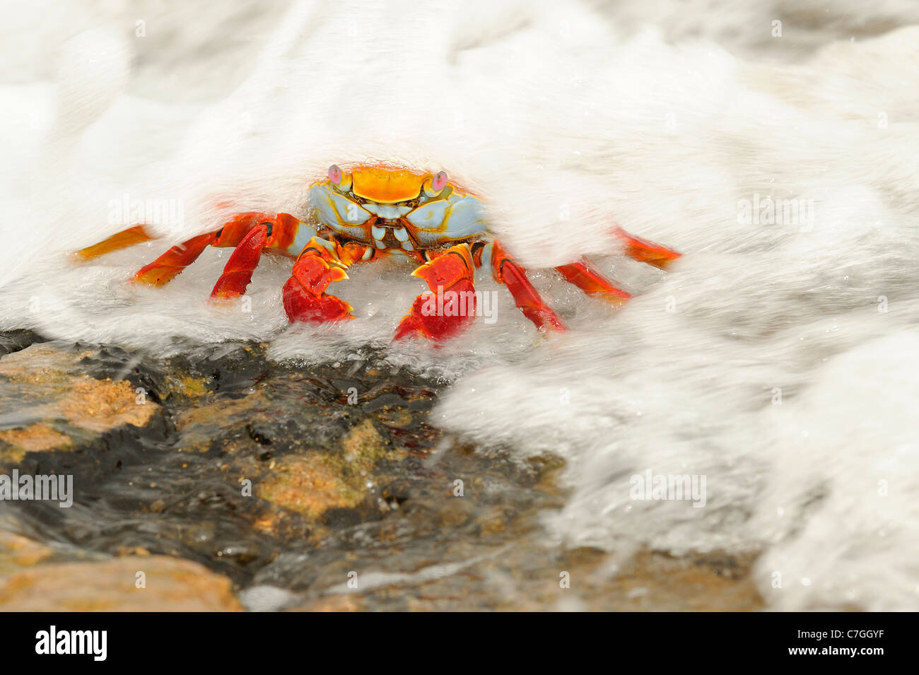 Sally Lightfoot Crab (Grapsus grapsus) avec de l'eau de mer circulant sur elle, îles Galapagos, Equateur Banque D'Images