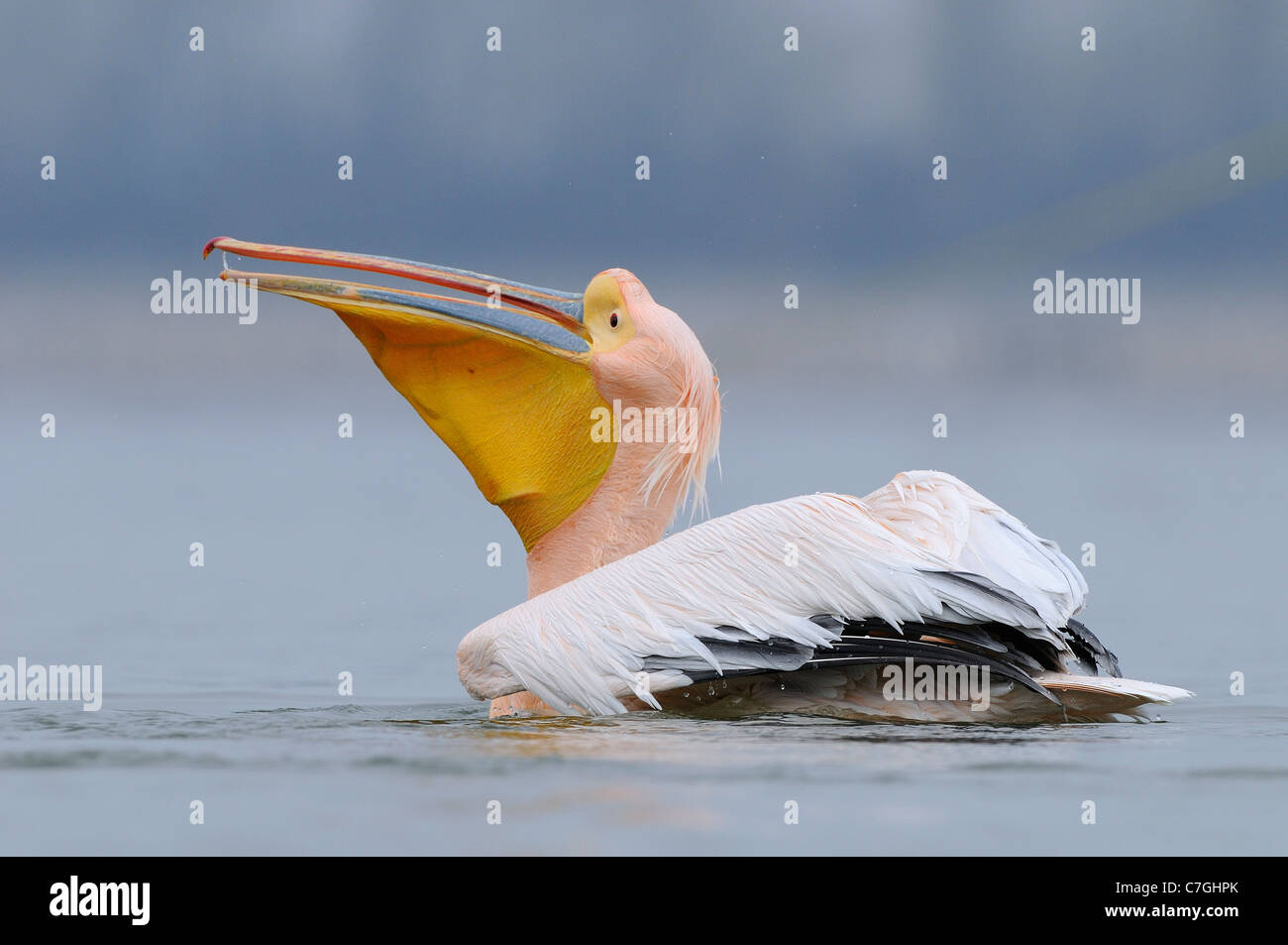 Le pélican blanc (Pelecanus onocrotalus) natation, en plumage nuptial, le lac Kerkini, Grèce Banque D'Images