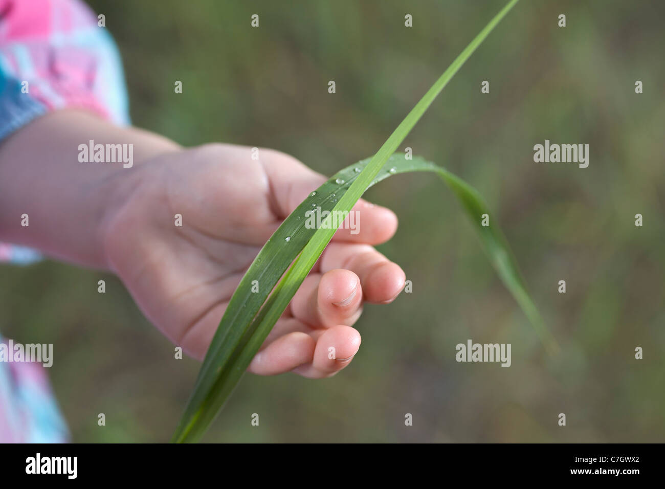 Un enfant tenant des brins d'herbe, focus on hand Banque D'Images