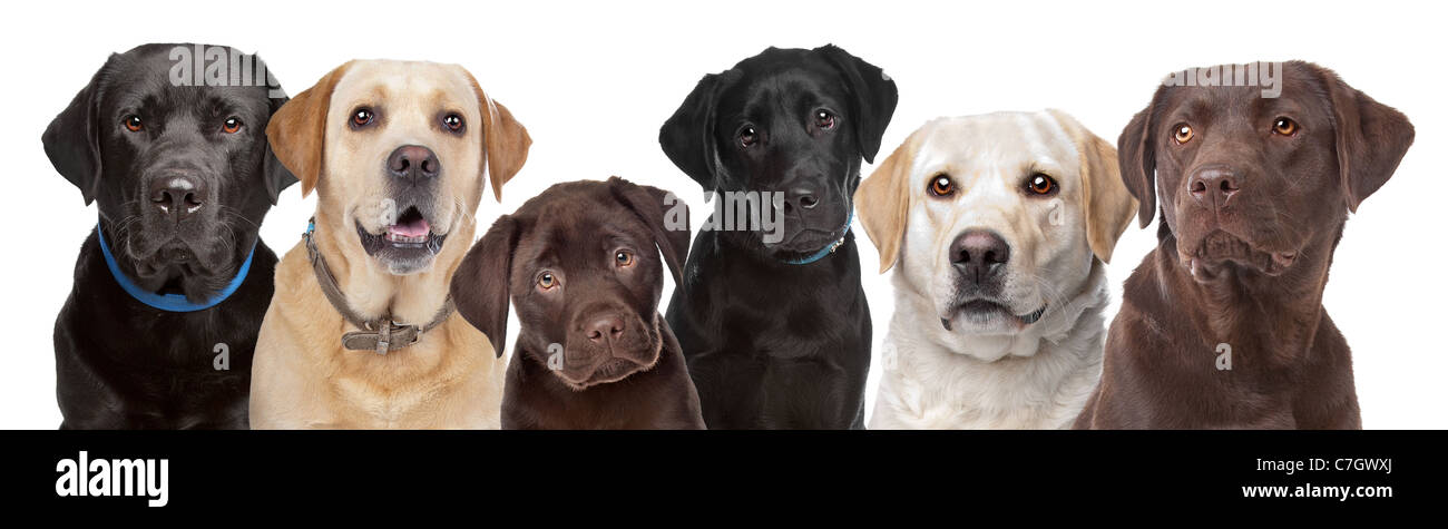 Six portraits de chiens Labrador consécutives isolé sur fond blanc Banque D'Images