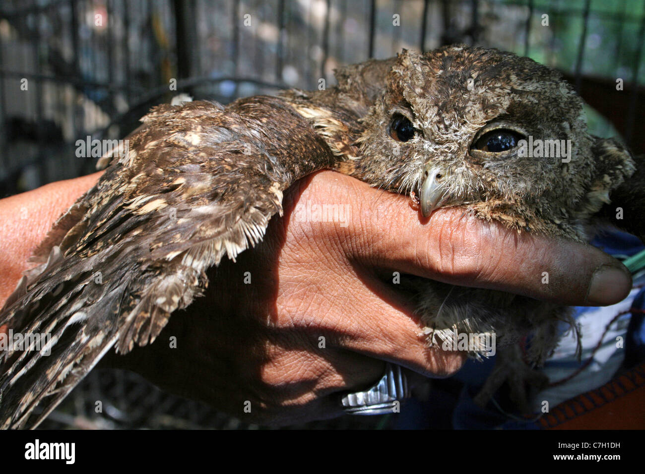 Scops Owl En vente au marché d'animaux et d'oiseaux de l'Indonésie Banque D'Images