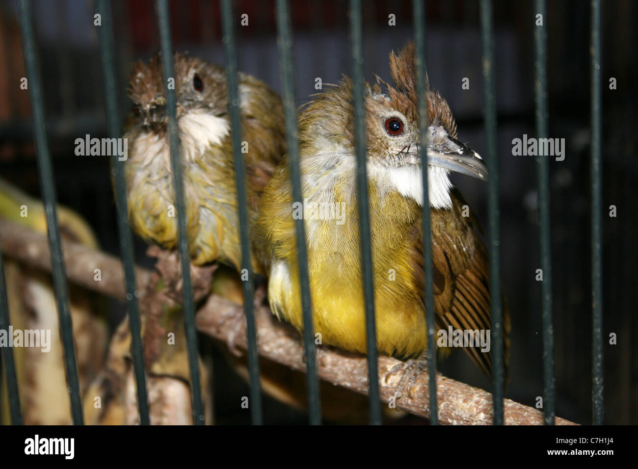 Alophoixus Bulbuls à joues grises bres en vente au marché d'animaux et d'oiseaux de l'Indonésie Banque D'Images