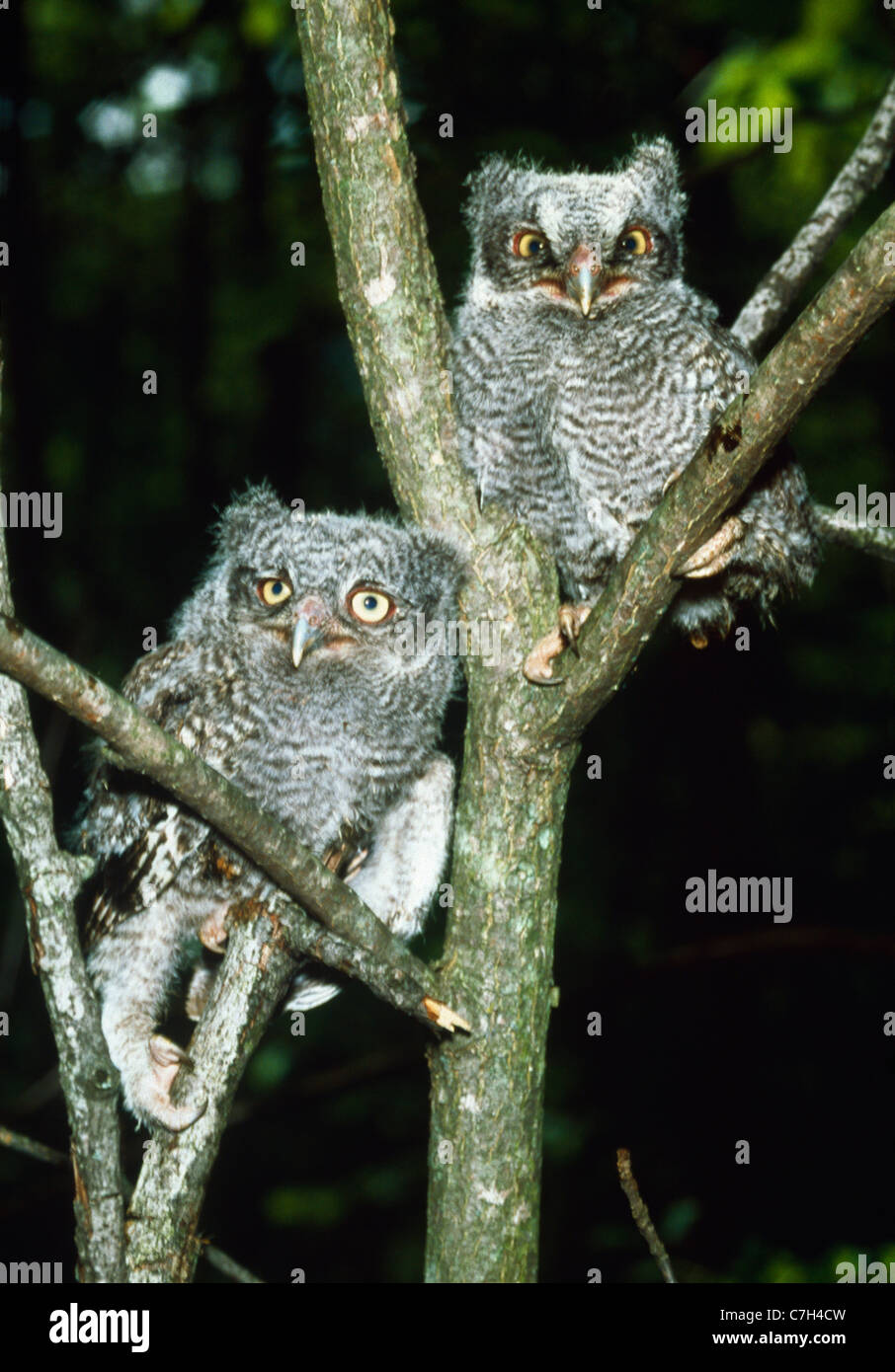Jeune Screech Owls in TREE (Megascops asio) Banque D'Images