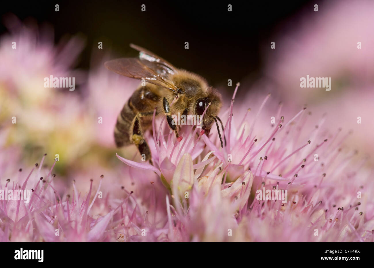 Une abeille (Apis mellifica) perché sur une fleur Banque D'Images