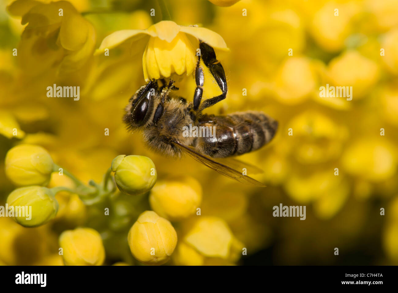 Une abeille (Apis mellifica) perché sur les fleurs jaunes Banque D'Images