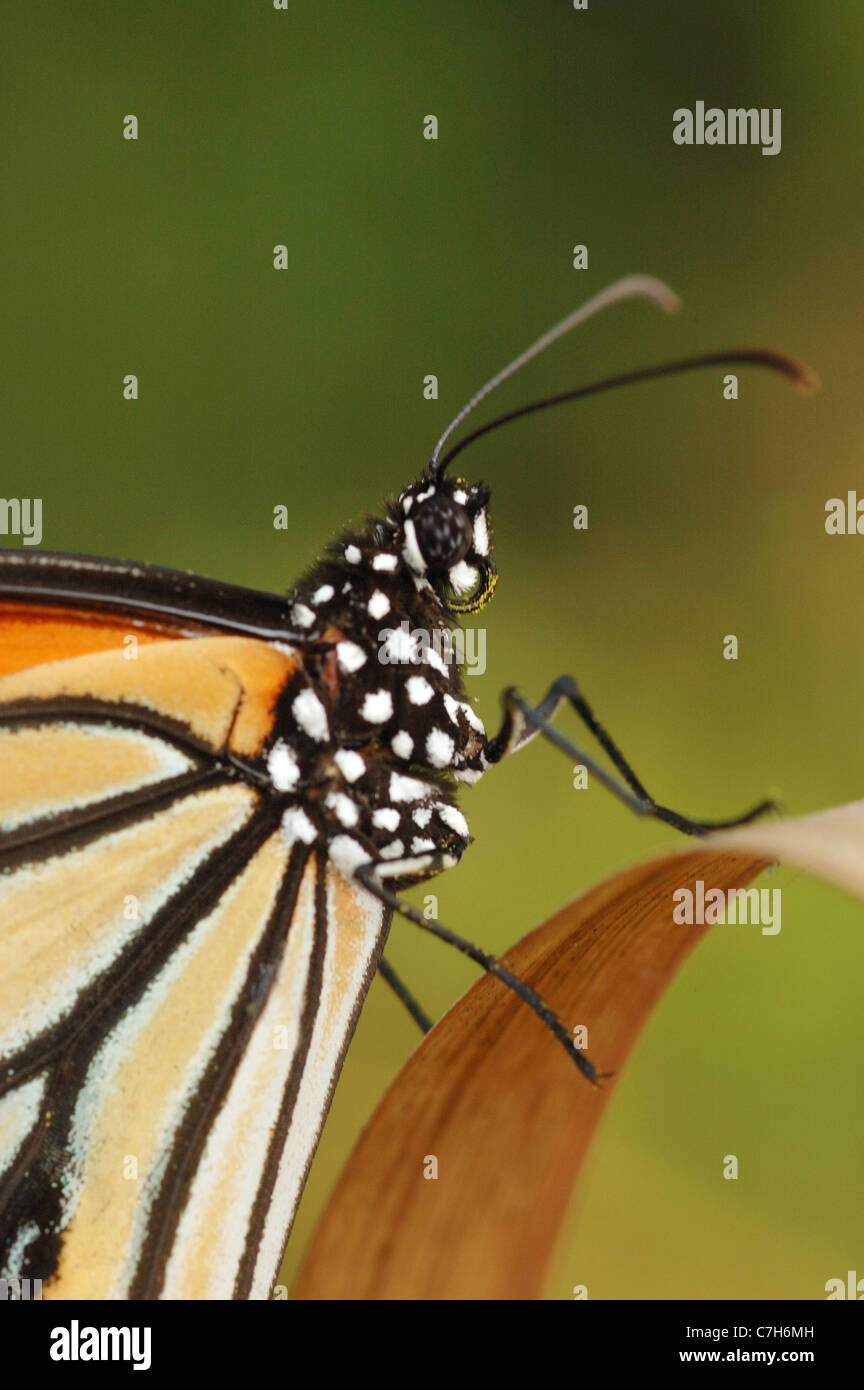 Tigre commun papillon dans le parc national de Khao Yaia, Thaïlande Banque D'Images