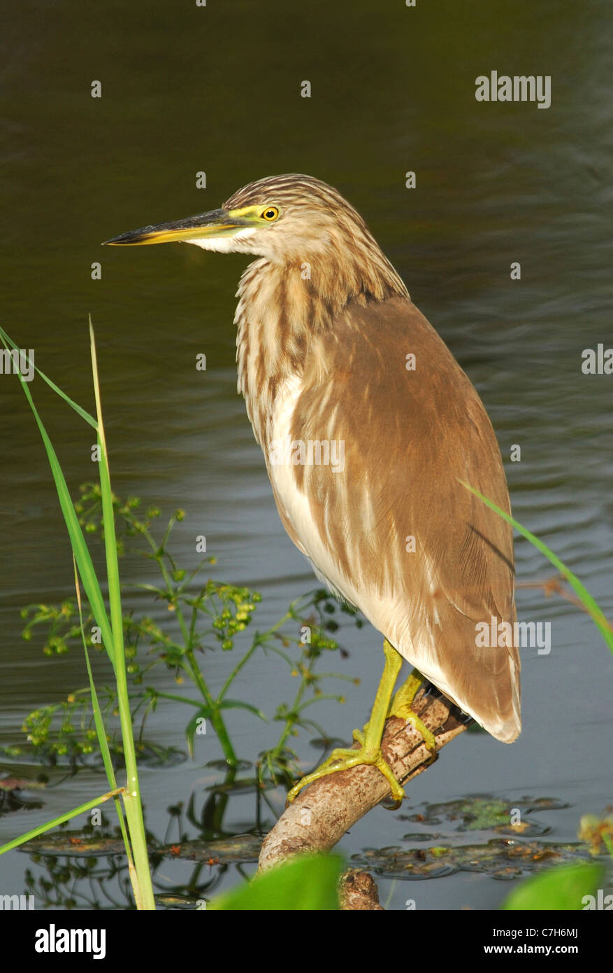 Indian Pond Heron (ardeola grayii) dans le parc national de Yala West, Sri Lanka Banque D'Images