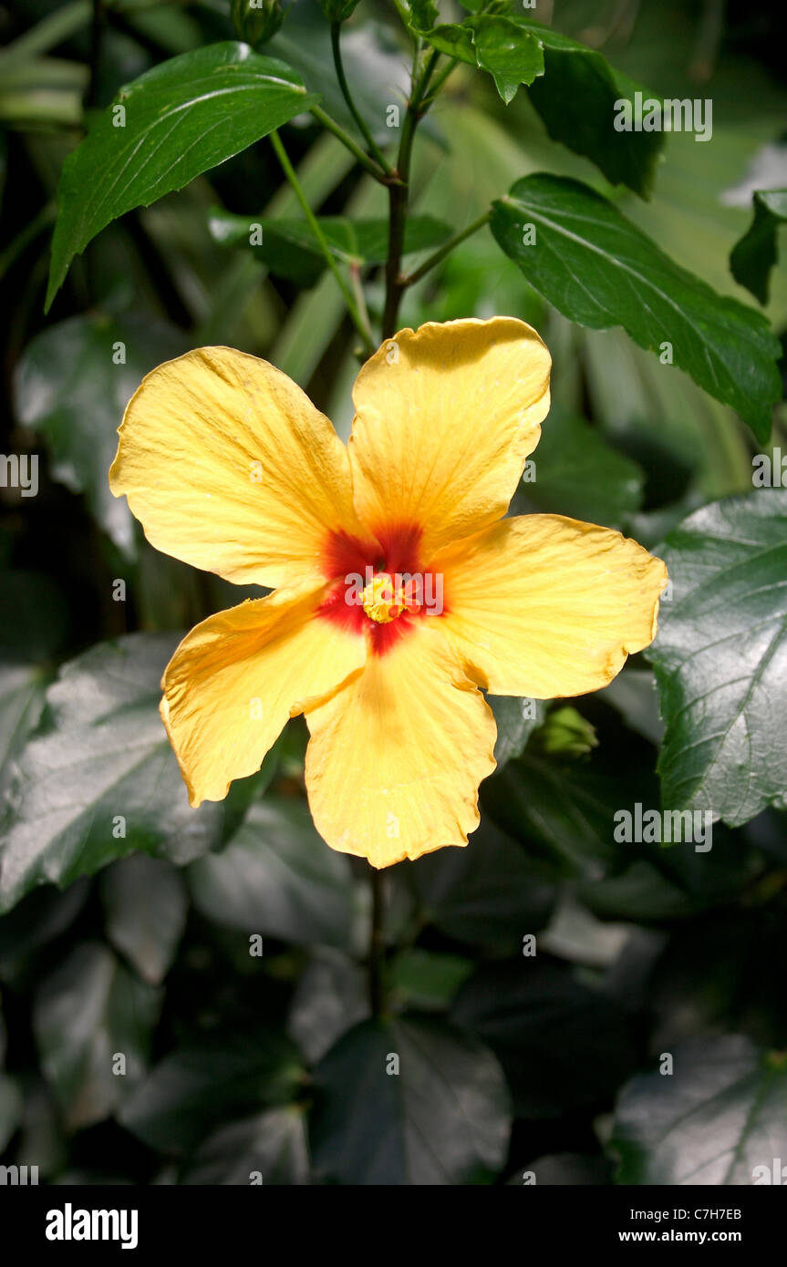 Hibiscus jaune dans une serre de plus en plus Banque D'Images