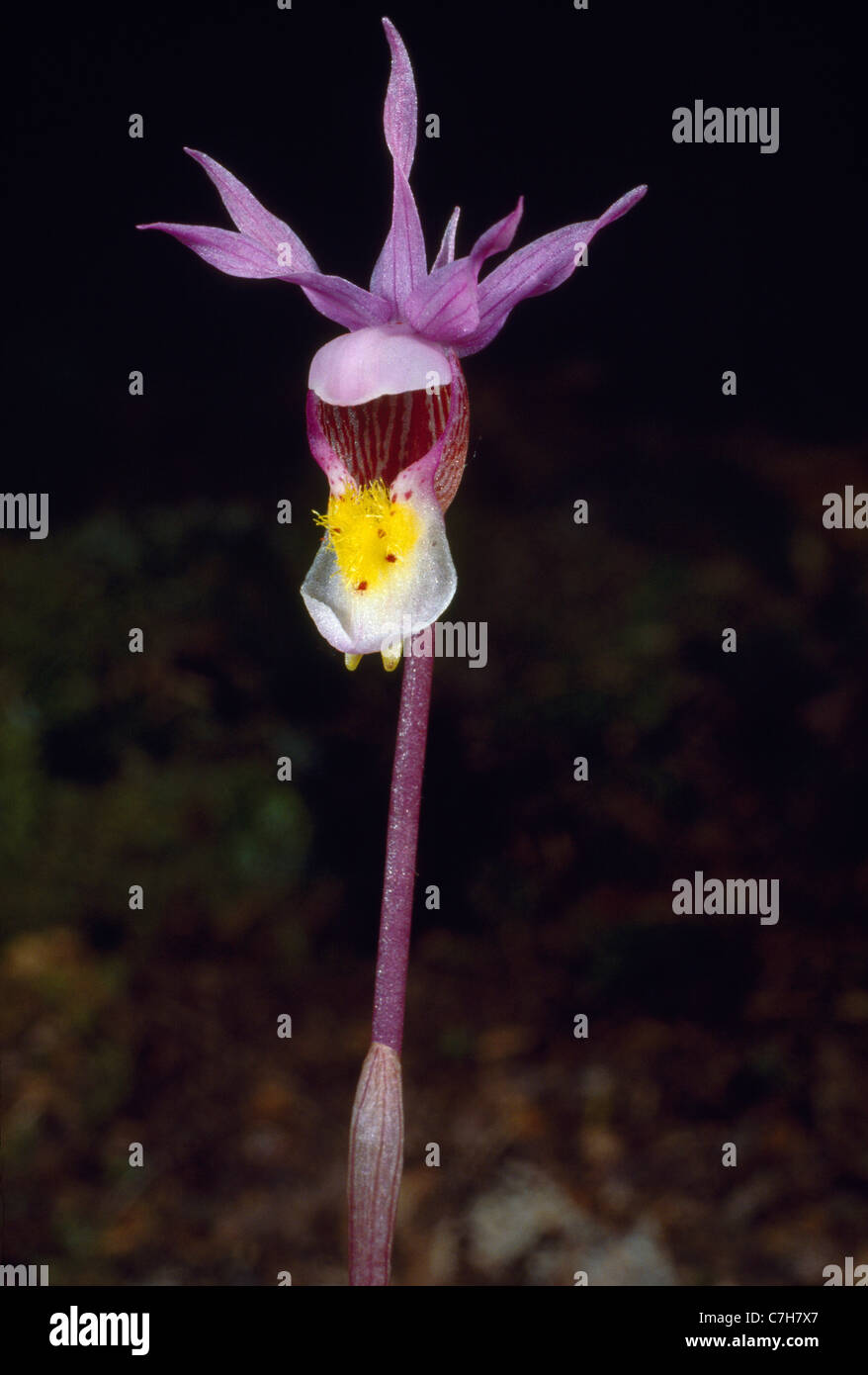 CALYPSO, FAIRY SLIPPER (Calypso bulbosa) Banque D'Images