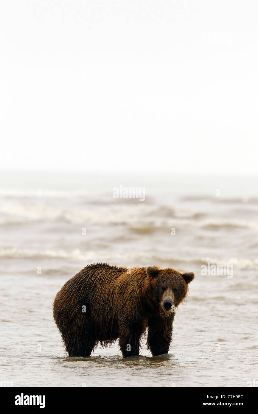 L'Amérique du Nord l'ours brun (Ursus arctos horribilis) à saumon, Lake Clark National Park, Alaska, United States Banque D'Images