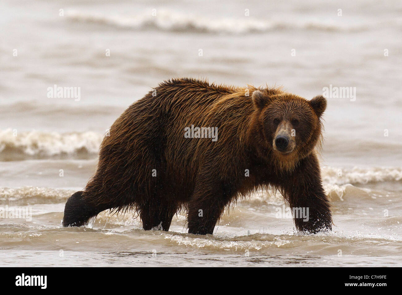 L'Amérique du Nord l'ours brun (Ursus arctos horribilis) sow à la recherche de saumons, Lake Clark National Park, Alaska, United States Banque D'Images