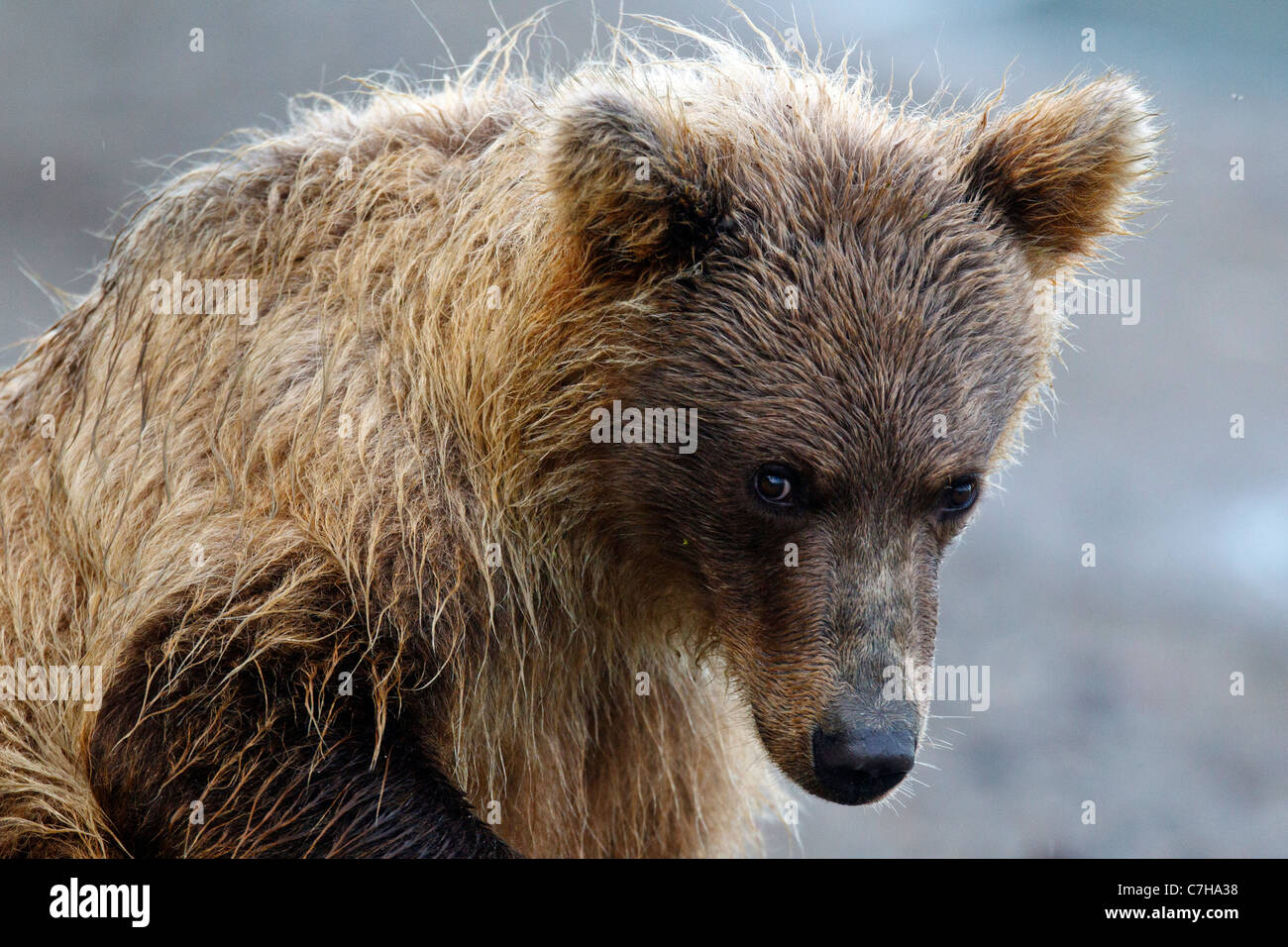 L'Amérique du Nord l'ours brun (Ursus arctos horribilis) cub, Lake Clark National Park, Alaska, United States of America Banque D'Images