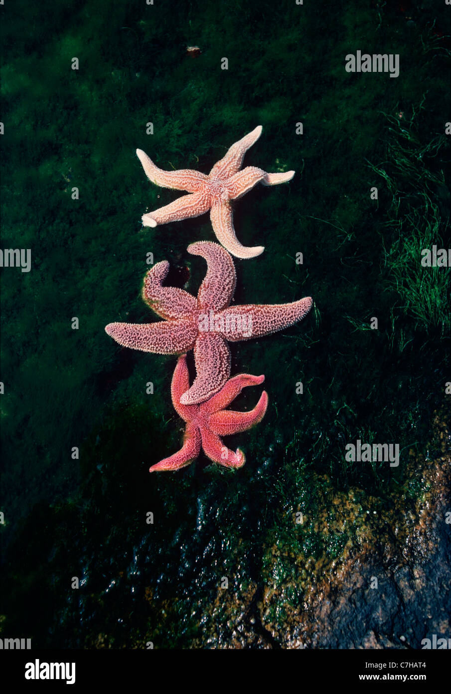Le nord de l'étoile de mer (Asterias vulgaris) et une étoile de mer (Asterias rubens) à marée basse. Gloucester, New England Banque D'Images