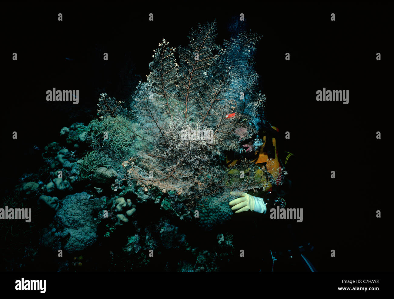 Diver examine un panier Star (Astrophyton muricatum) ouvrir et nourrir la nuit - Red Sea, Egypt Banque D'Images