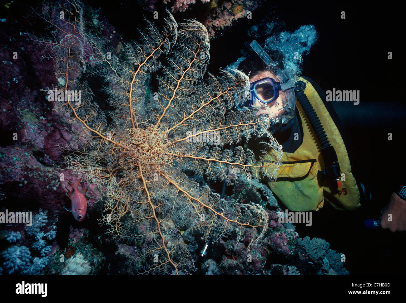 Diver examine un panier Star (Astrophyton muricatum) ouvrir et nourrir la nuit - Red Sea, Egypt Banque D'Images