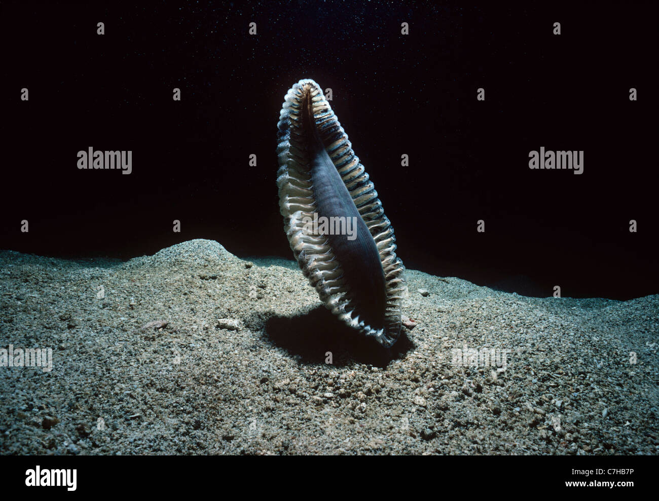 Stylo de la mer dans le sable pendant la nuit ( Pteroeides sp.). La Papouasie-Nouvelle-Guinée, mer de Bismarck Banque D'Images