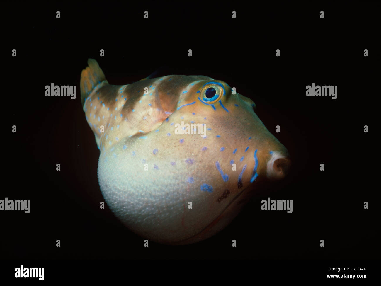 Couronne Toby (canthigaster coronata) nager dans la nuit. L'Egypte, Mer Rouge Banque D'Images