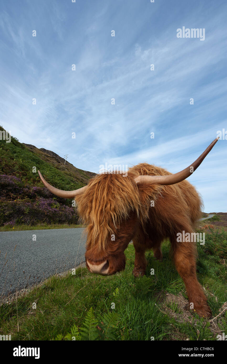 Highland cattle sur l'île de Skye, Écosse Banque D'Images