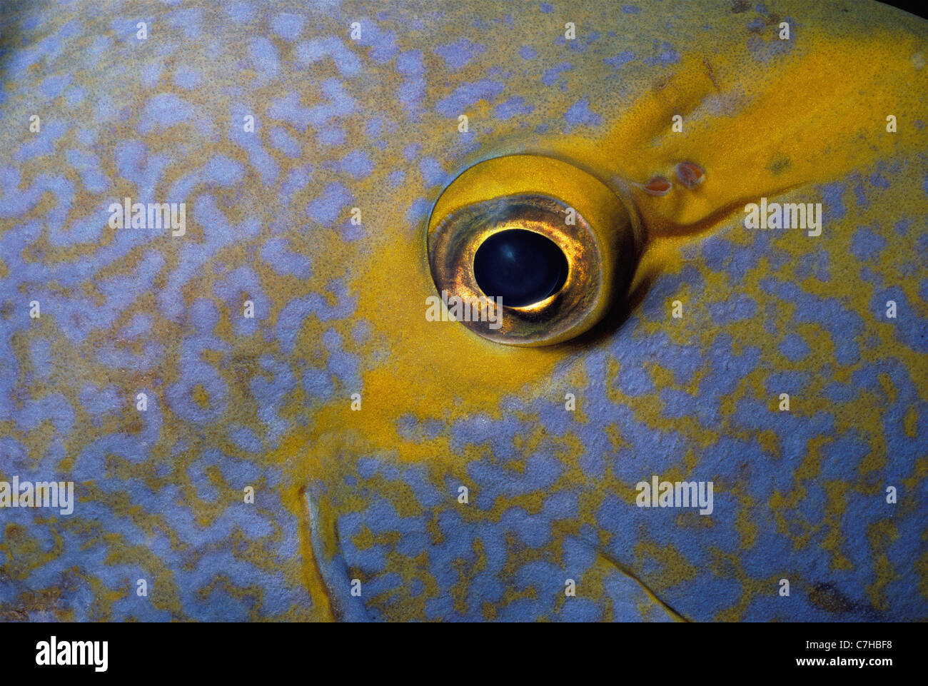 Oeil de Poisson Chirurgien Acanthurus xanthopterus (albacore), l'Australie - Grande Barrière de Corail Banque D'Images