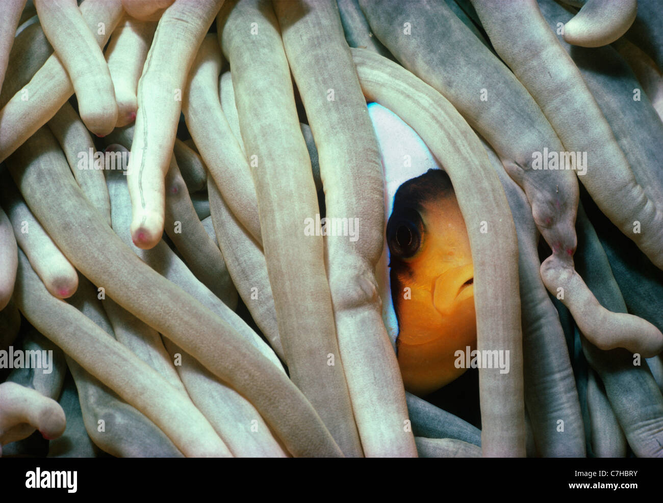 Un Two-Band symbiotique poissons clowns (Amphiprion bicinctus) se cache dans la protection d'une anémone de mer magnifique's tentacules Banque D'Images
