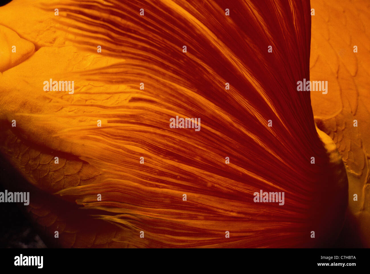 La nageoire pectorale d'un Garibaldi (Hypsypops rubicundus), l'État de Californie de poissons. Le sud de la Californie, Etats-Unis - Océan Pacifique Banque D'Images