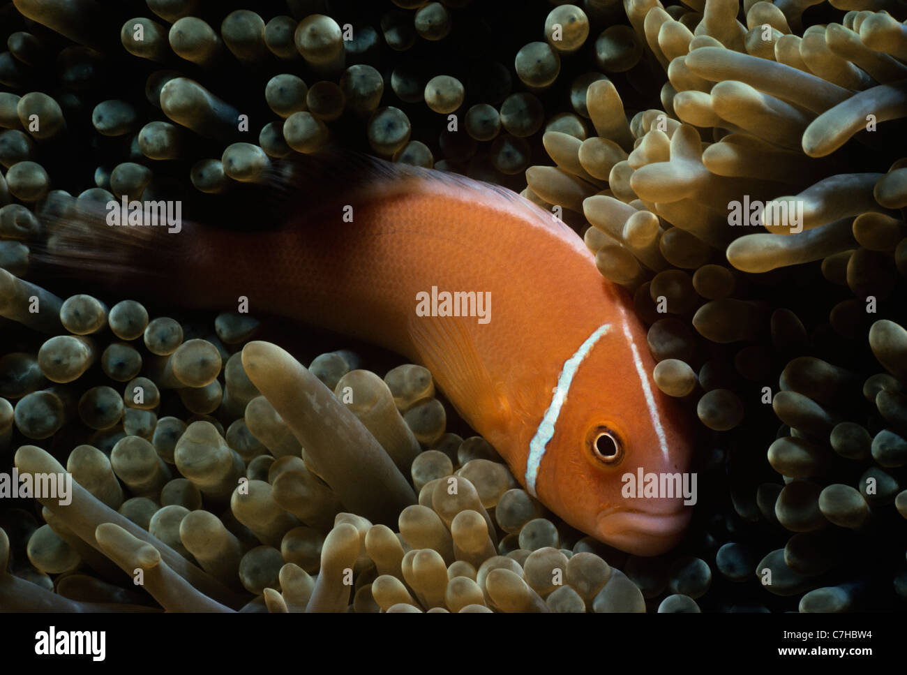 Clownfish Amphiprion perideraion (rose) en se cachant dans une magnifique Anémone de mer (Heteractis magnifica), Palau, Micronésie Banque D'Images