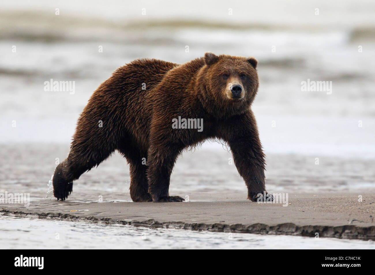 L'Amérique du Nord l'ours brun (Ursus arctos horribilis) marcher le long d'une barre de sable, Lake Clark National Park, Alaska, United States Banque D'Images