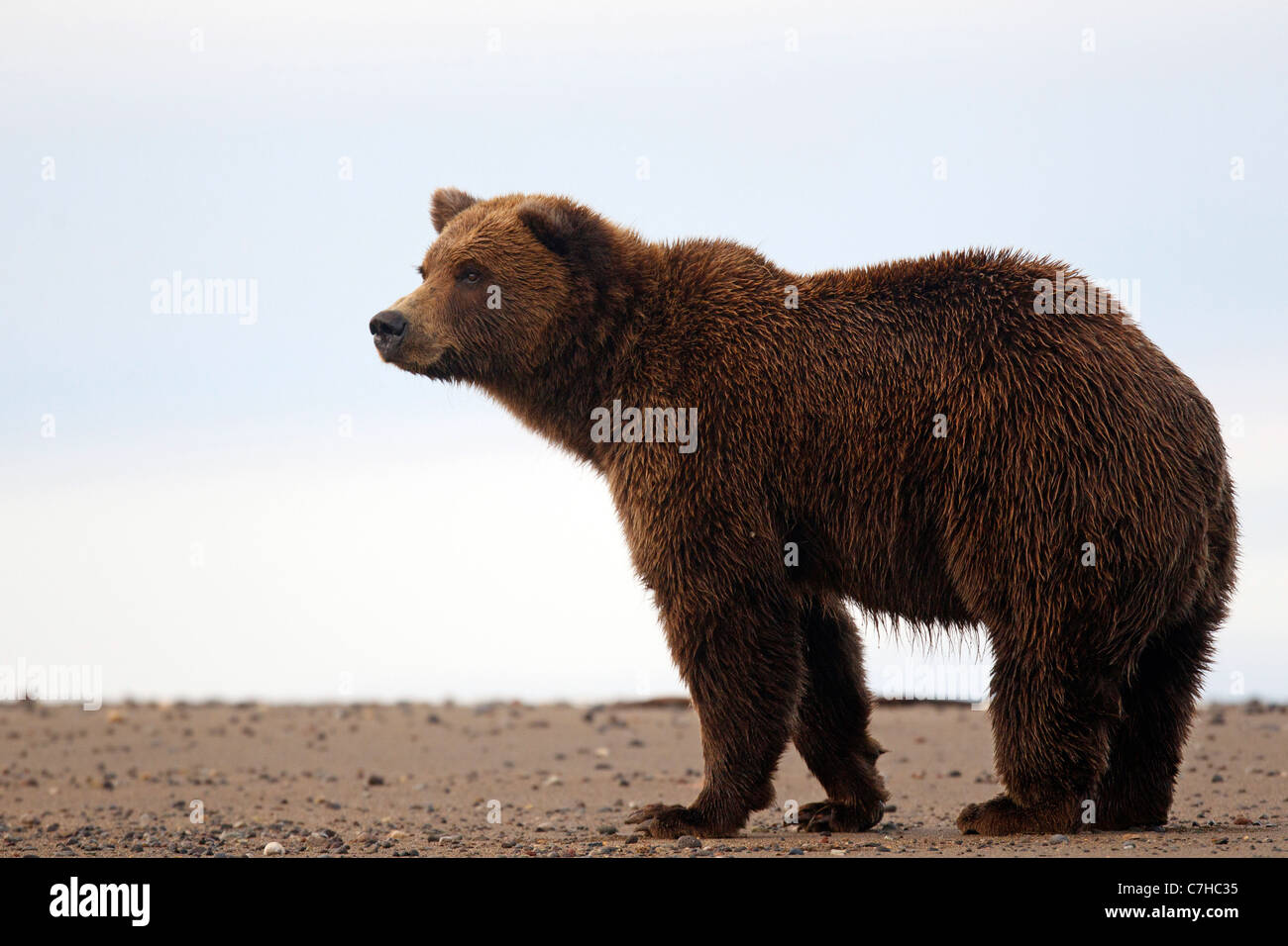 L'Amérique du Nord l'ours brun (Ursus arctos horribilis) debout sur une plage de sable à Lake Clark National Park, Alaska, United States Banque D'Images