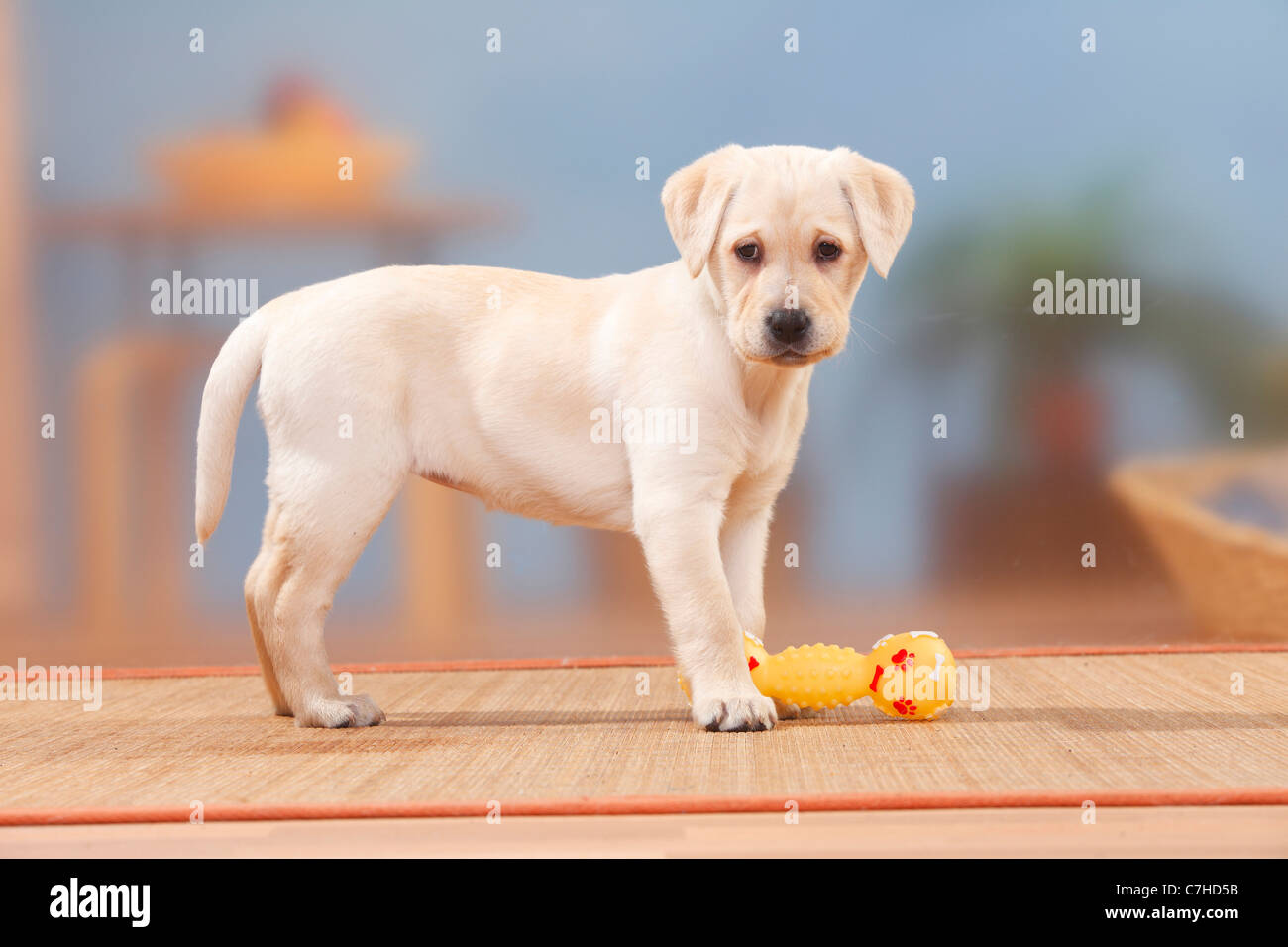 Labrador Retriever, chiot, 9 semaines / côté, jouet Banque D'Images