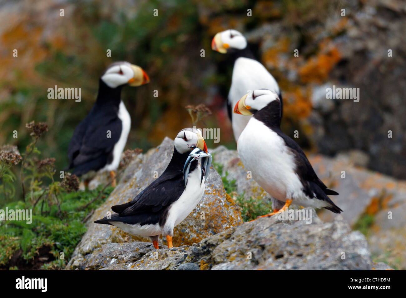 Groupe de Macareux cornu macareux avec needlefish regardant un, Alaska Maritime National Wildlife Refuge, en Alaska, United States Banque D'Images