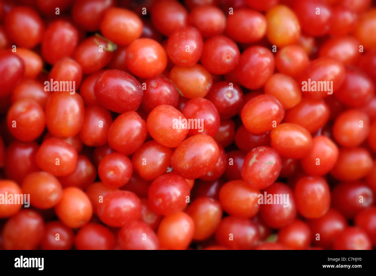 Cherry en cornaline - Cornel fruits - Cornus mas cornouiller de l'espèce. L'Europe de l'Est, l'Ukraine. Banque D'Images