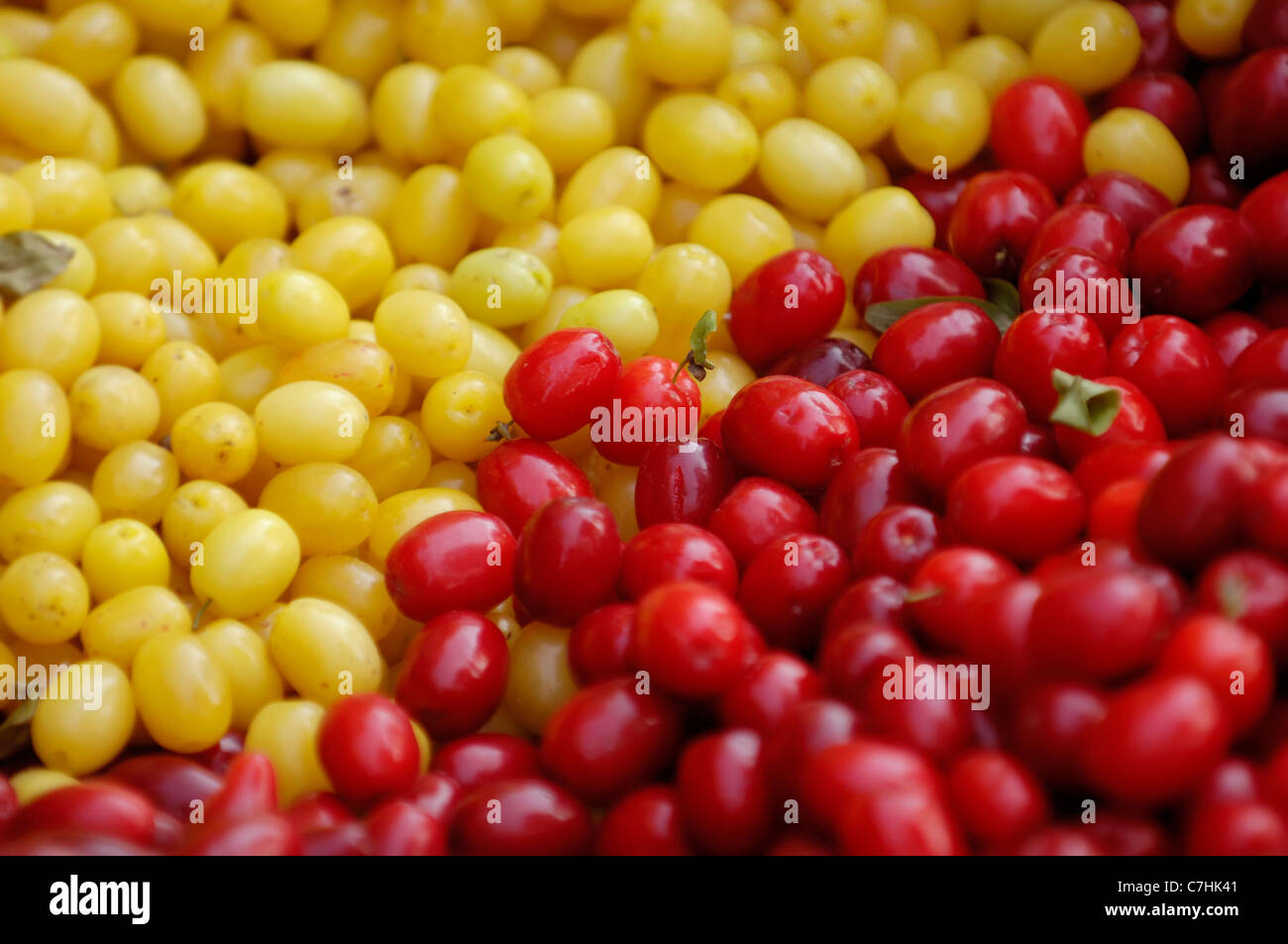 Cherry en cornaline rouge et jaune - Cornel fruits - Cornus mas cornouiller de l'espèce. L'Europe de l'Est, l'Ukraine. Banque D'Images