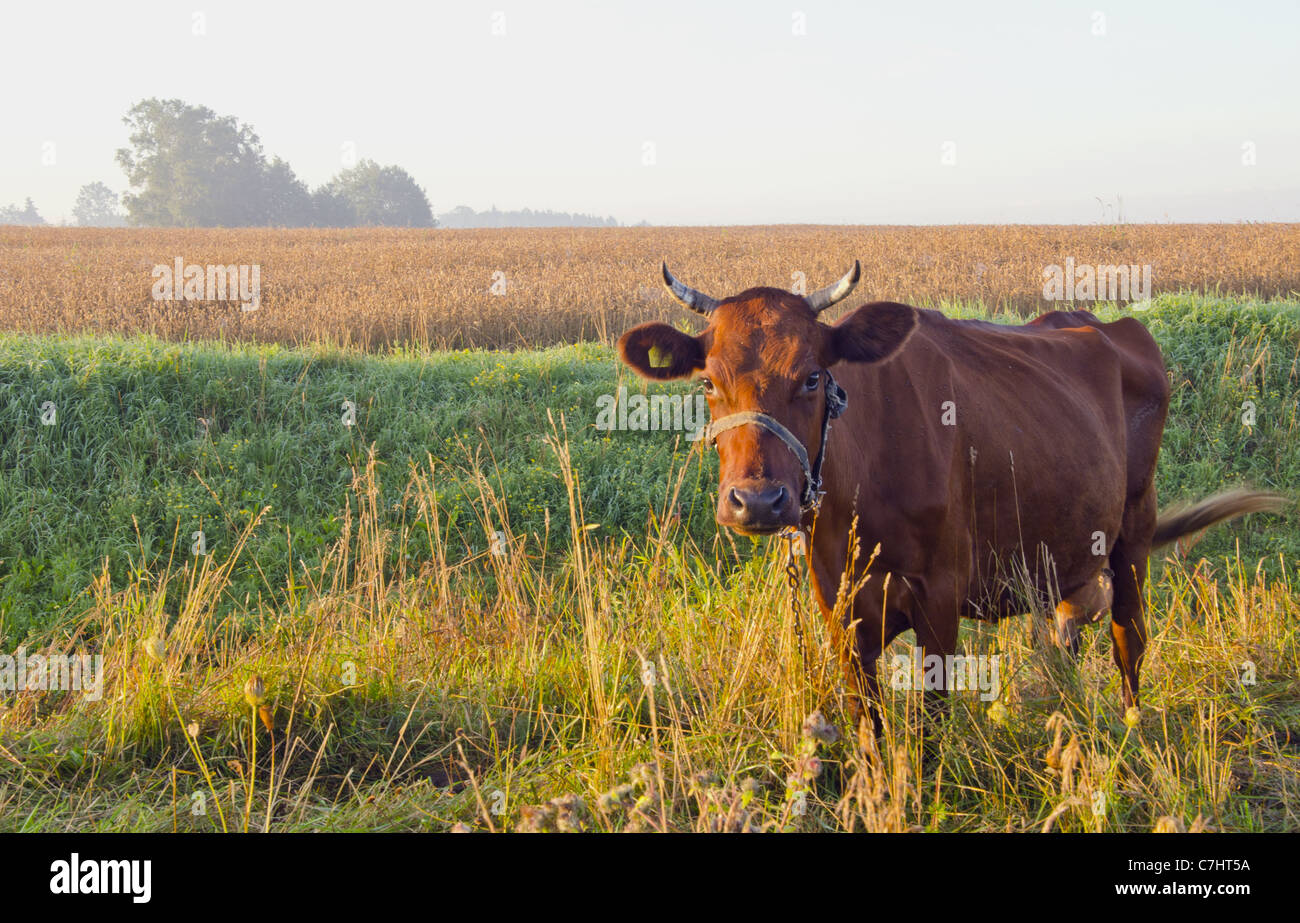 Verrouillé vache brune, avec le numéro sur l'oreille le pâturage dans le pré à côté d'un champ de blé. Banque D'Images