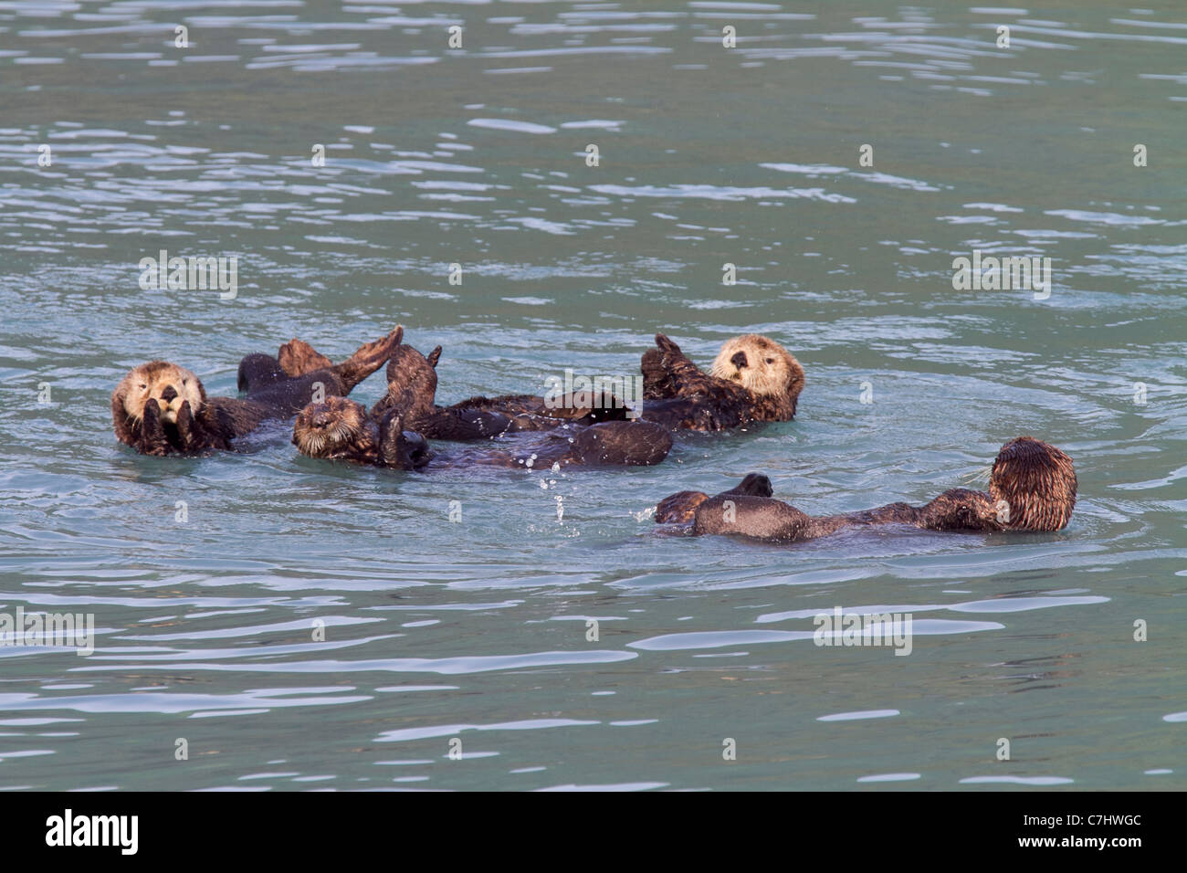 Les loutres de mer, Kenai Fjords National Park, près de Seward, en Alaska. Banque D'Images