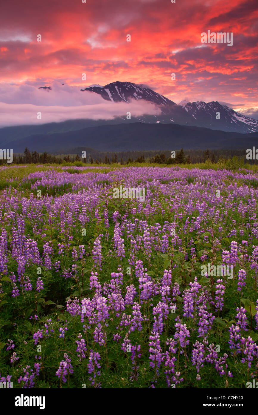 Domaine de lupin, au lever du soleil, la Forêt Nationale de Chugach Alaska. Banque D'Images