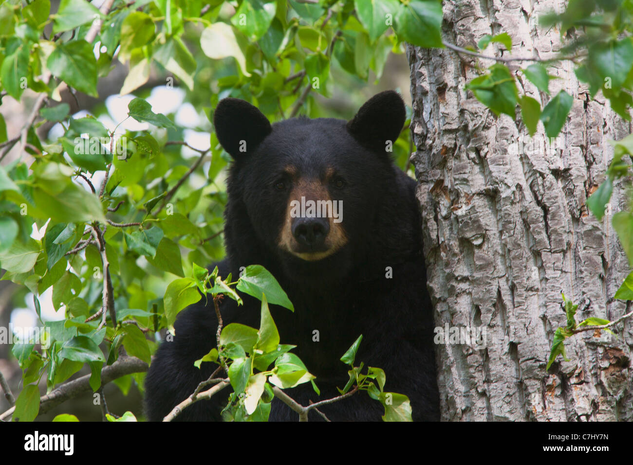 L'ours noir lors de la Russian River, Alaska, la Forêt Nationale de Chugach. Banque D'Images