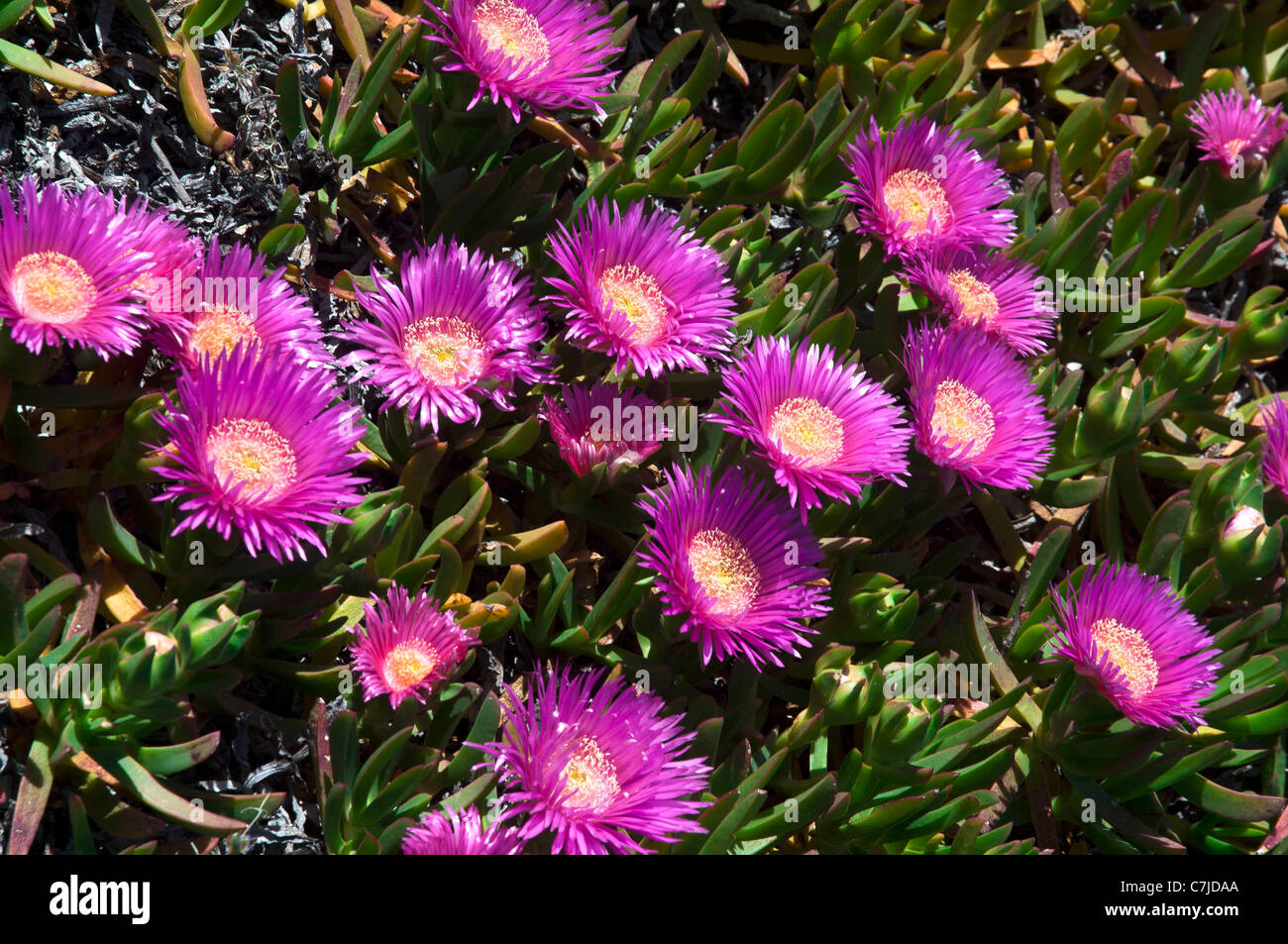 Belles fleurs roses de Sally-My-handsome (Carpobrotus acinaciformis) Banque D'Images