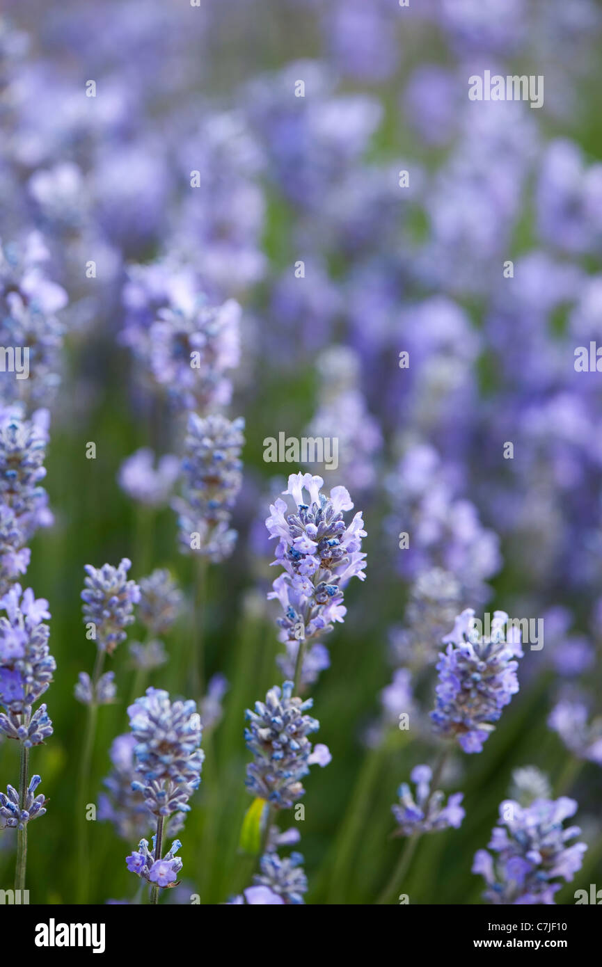 Lavande Anglaise, Lavandula angustifolia 'Little Lady' Banque D'Images