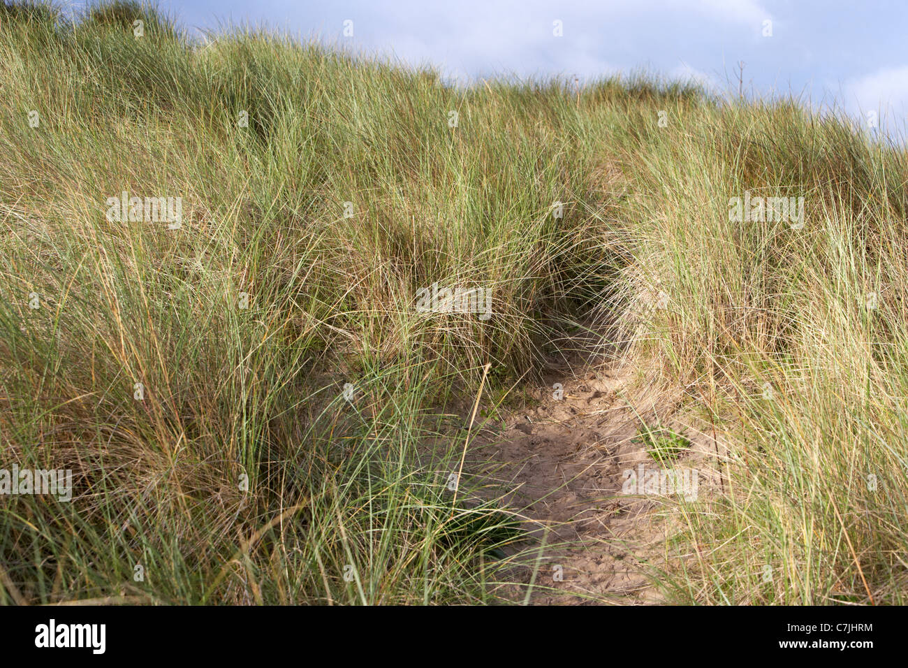 La voie de l'herbe sur les dunes de sable sur beach county derry Londonderry en Irlande du Nord uk Banque D'Images