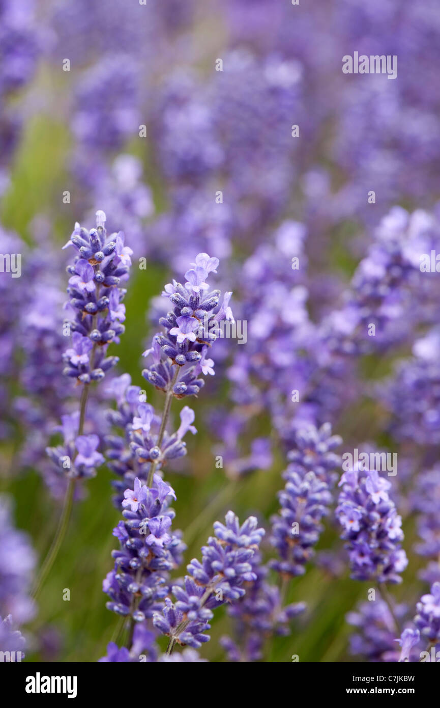 La Lavande, Lavandula x intermedia 'Grosso' Banque D'Images