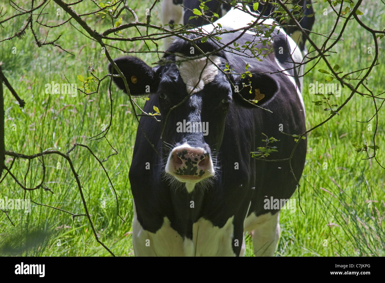 Vache curieux de ses pairs par des arbres sur une journée d'été ensoleillée dans un champ d'herbe verte Banque D'Images