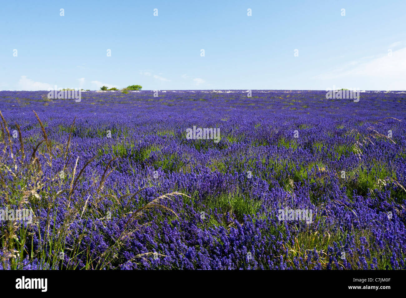 Champ de lavande, Lavandula x intermedia 'Grosso', à Snowshill Lavender Farm, Worcestershire, Angleterre, Royaume-Uni Banque D'Images