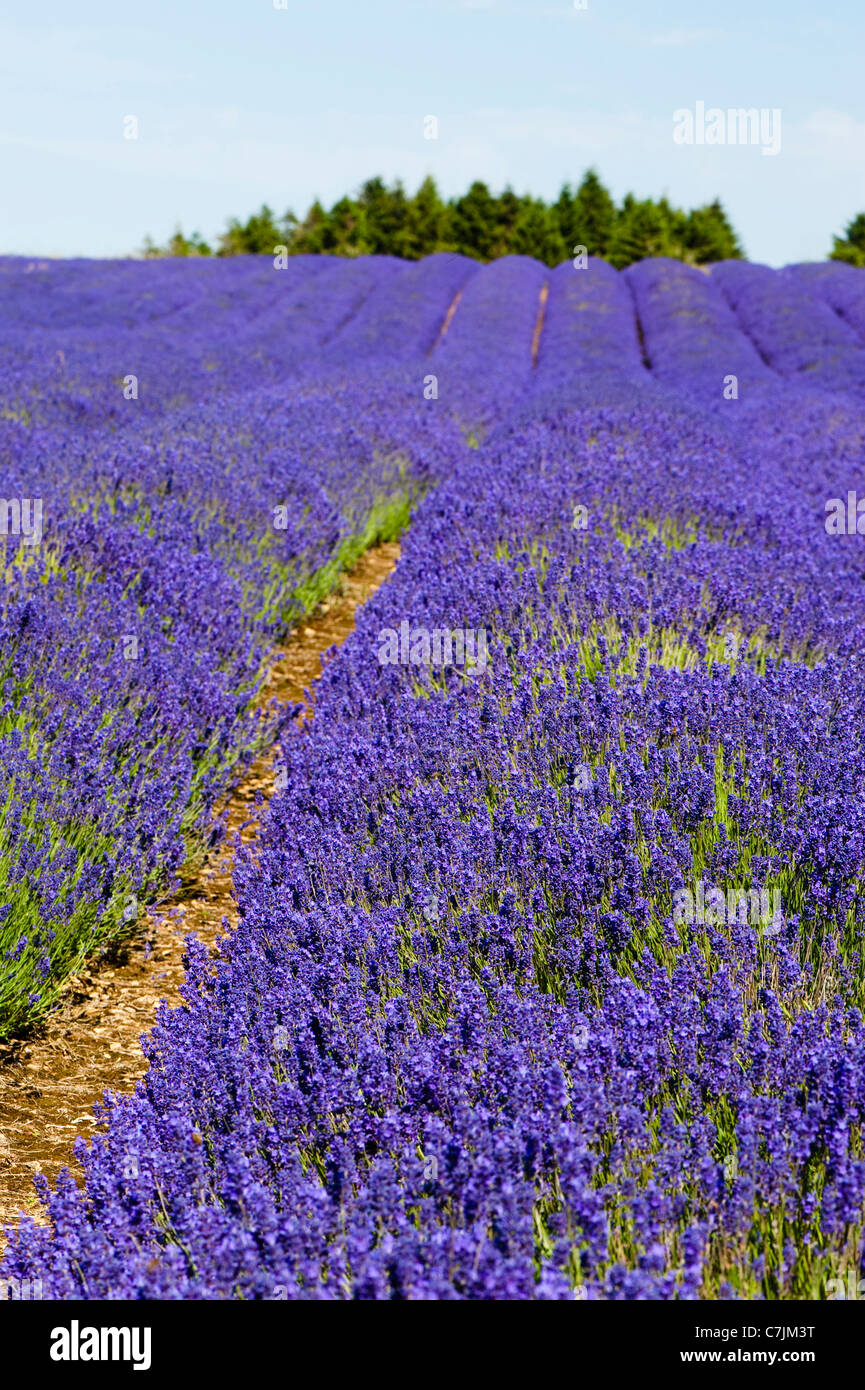 Champ de lavande, Lavandula x intermedia 'Grosso', à Snowshill Lavender Farm, Worcestershire, Angleterre, Royaume-Uni Banque D'Images