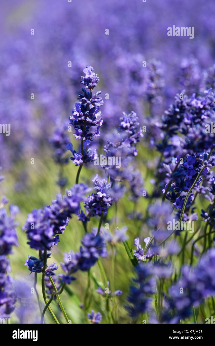 La Lavande, Lavandula x intermedia 'Grosso', en fleurs Banque D'Images